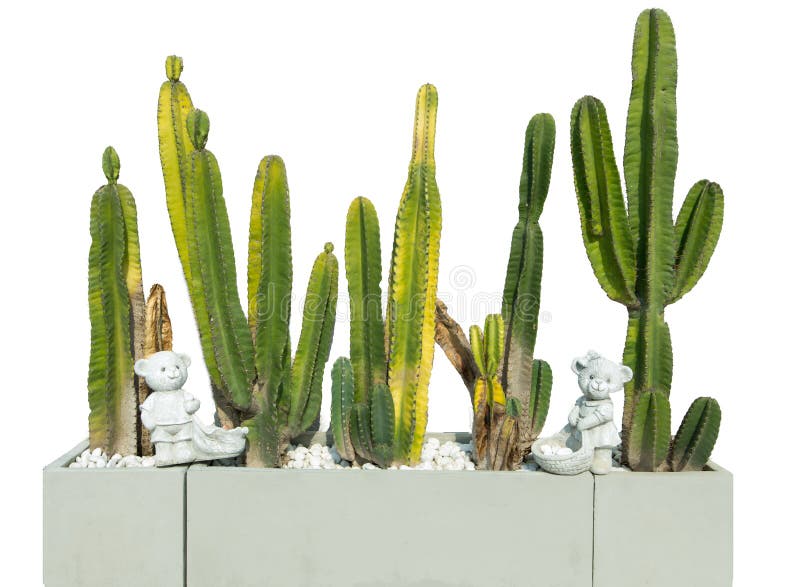 Die Cut of High Cactus Blooming Flower in Clay Pot on White Isolated
