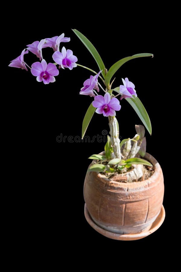 Die Cut of Purple Orchid Flower on Black Isolated Stock Image Image