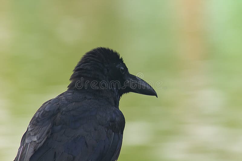 Die Dschungelkrähe ist ein weit verteilter Vogel in Asien lizenzfreies stockbild Die Dschungelkrähe ist ein weit verteilter Vogel in Asien lizenzfreies stockbild