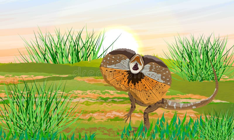 The Frilled Lizards in a green meadow. Chlamydosaurus kingii or frill-necked lizard, frilled dragon or frilled agama. Wild reptiles of Australia and New Guinea. Realistic vector. The Frilled Lizards in a green meadow. Chlamydosaurus kingii or frill-necked lizard, frilled dragon or frilled agama. Wild reptiles of Australia and New Guinea. Realistic vector