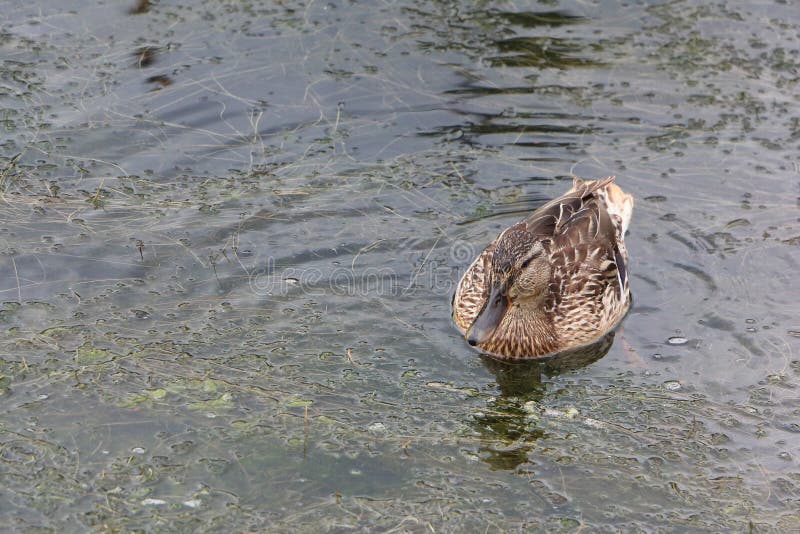 Die Ente, Die in Einen Teich Schwimmt Stockbild Bild von frau, wasser