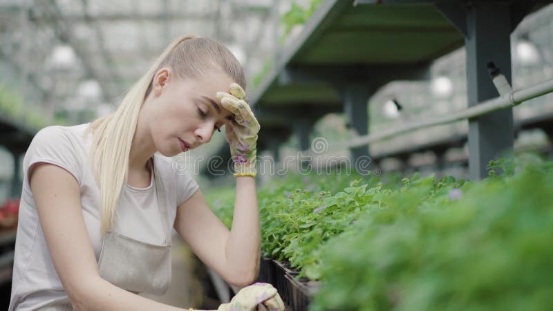 Die erschöpften junge Frau, die sich dort um Grünpflanzen im Treibhaus kümmert sich. Porträt des müden kaukasischen Biologen oder