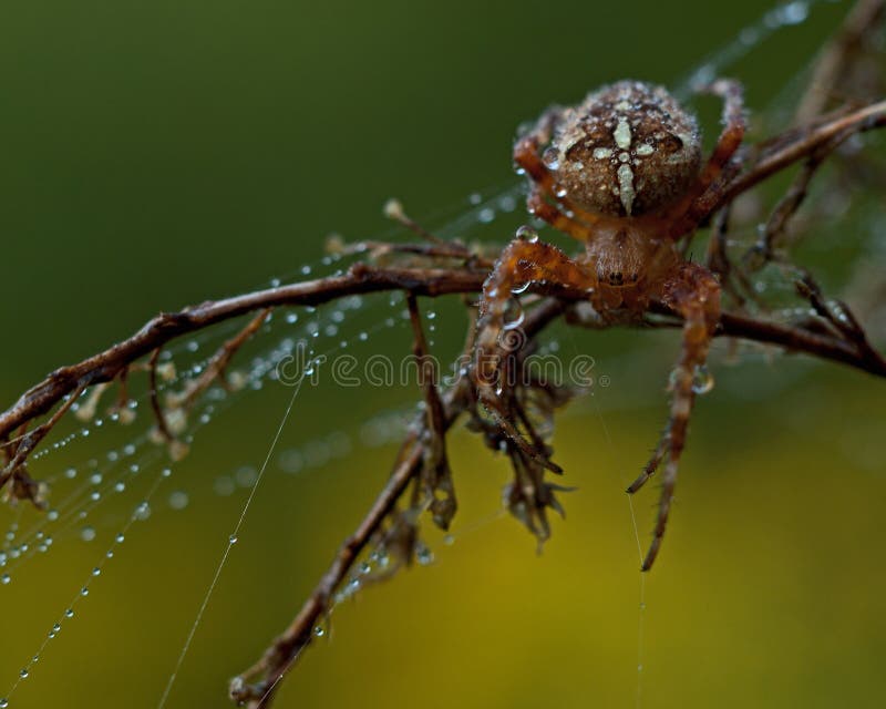Die europäische Gartenkreuzspinne, Araneus diadematus stockfoto Die europäische Gartenkreuzspinne, Araneus diadematus stockfoto