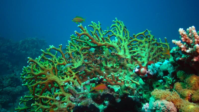 Die Fauna des Roten Meers. statische Video eines Korallenriffs im Roten Meer. schöner Unterwasserhintergrund mit Fischen und Koral