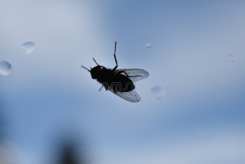 Die Fliege Auf Dem Fensterglas Stockfoto - Bild von regen, planet