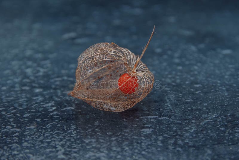 Die Frucht von Physalis in einem Skelettkasten und im bokeh lizenzfreies stockbild Die Frucht von Physalis in einem Skelettkasten und im bokeh lizenzfreies stockbild