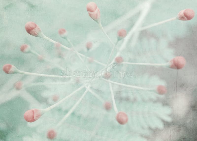 Die geschlossenen Knospen von Blumen des erweiternden Baums lizenzfreies stockfoto Die geschlossenen Knospen von Blumen des erweiternden Baums lizenzfreies stockfoto