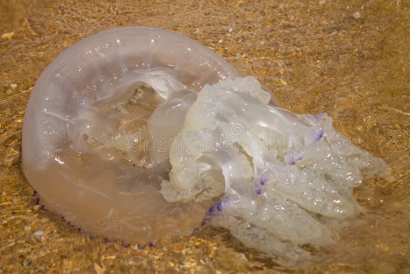 Die Giftige Qualle Liegt Auf Dem Strand, Auf Dem Sand Stockfoto - Bild ...