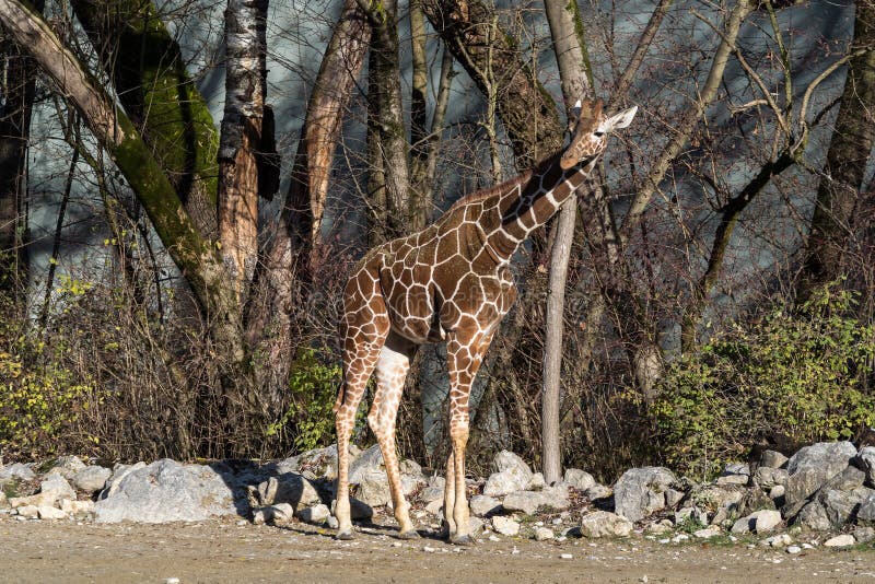 Die Giraffe, Giraffa camelopardalis ist ein afrikanisches S?ugetier stockfotografie Die Giraffe, Giraffa camelopardalis ist ein afrikanisches S?ugetier stockfotografie