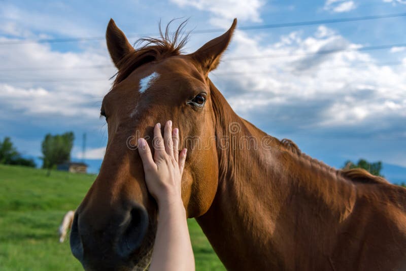 Die Hand einer Frau streicht ein Pferd lizenzfreie stockbilder Die Hand einer Frau streicht ein Pferd lizenzfreie stockbilder
