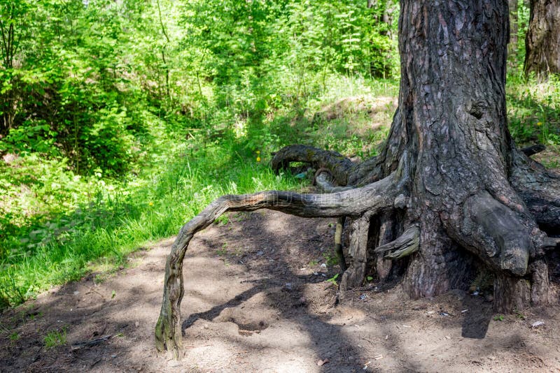 Kiefernwurzel stockfoto. Bild von umgebung, betrieb, felsen 28822594