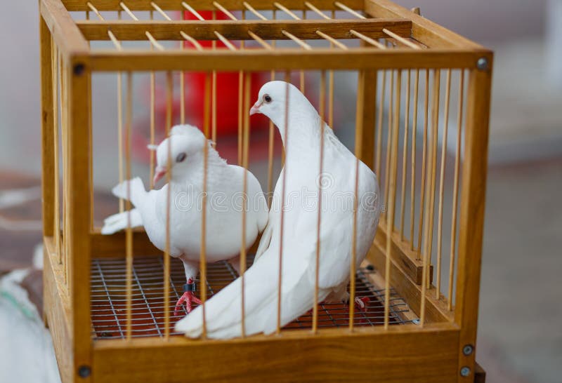 Die Hochzeit mit zwei Weiß tauchte in einem Käfig lizenzfreie stockbilder Die Hochzeit mit zwei Weiß tauchte in einem Käfig lizenzfreie stockbilder