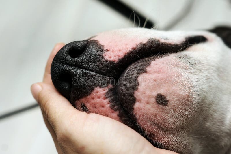 Roter WekzeugspritzenPitbullHund Stockbild Bild von chrom