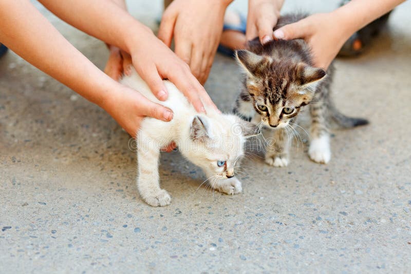 Die Hände der Kinder, die zwei kleine wilde Kätzchen streicheln Das Konzept des Respektes für menschliche Tiere stockfoto Die Hände der Kinder, die zwei kleine wilde Kätzchen streicheln Das Konzept des Respektes für menschliche Tiere stockfoto