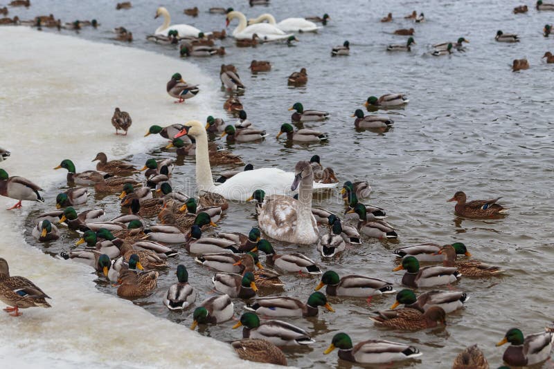 Die Höckerschwäne, die durch Enten umgeben werden, schwimmen im einfrierenden Winterfluß lizenzfreies stockfoto Die Höckerschwäne, die durch Enten umgeben werden, schwimmen im einfrierenden Winterfluß lizenzfreies stockfoto
