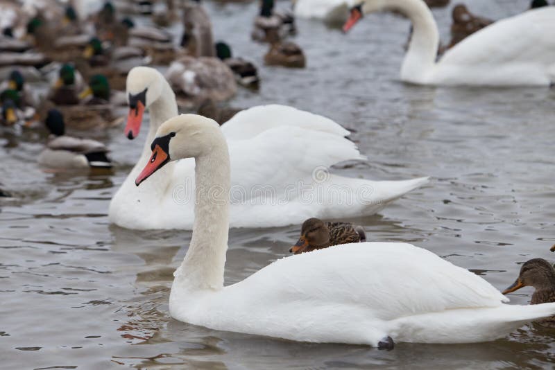 Die Höckerschwäne, die durch Enten umgeben werden, schwimmen im einfrierenden Winterfluß lizenzfreies stockfoto Die Höckerschwäne, die durch Enten umgeben werden, schwimmen im einfrierenden Winterfluß lizenzfreies stockfoto