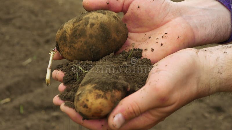 Die Kartoffel liegt in den Händen des Bauern. Kartoffeln, die während der Ernte von einem Landwirt geerntet werden. Landwirtschaft