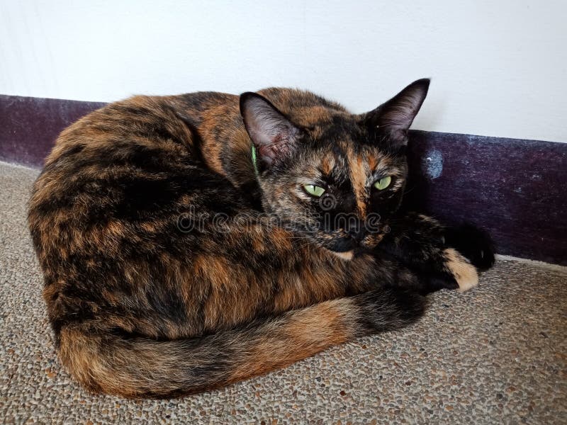 Die Katze in meinem Raum lizenzfreie stockbilder Die Katze in meinem Raum lizenzfreie stockbilder