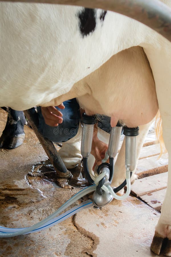 Die Konjunktur der Milchkuhlandwirtschaft stockfotografie Die Konjunktur der Milchkuhlandwirtschaft stockfotografie