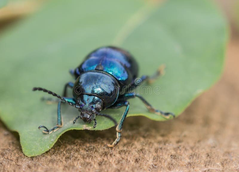 Die Käfer stockfoto Die Käfer stockfoto
