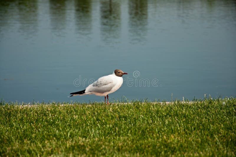Die Lachmöwe lizenzfreie stockfotografie Die Lachmöwe lizenzfreie stockfotografie