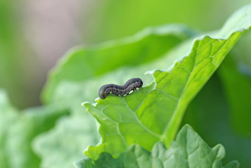 Die Larve von Rübensägewespe athalia rosae colibri oder lizenzfreies stockfoto