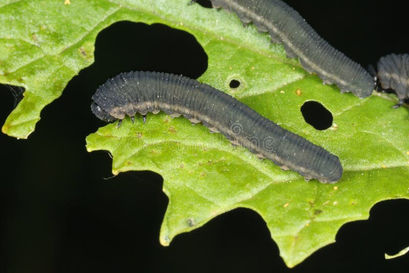 Die Larven von Rübensägewespe athalia rosae colibri oder lizenzfreies stockfoto