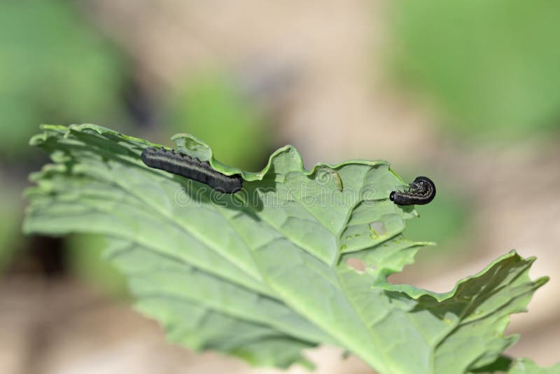 Die Larven von Rübensägewespe athalia rosae colibri oder stockfotos