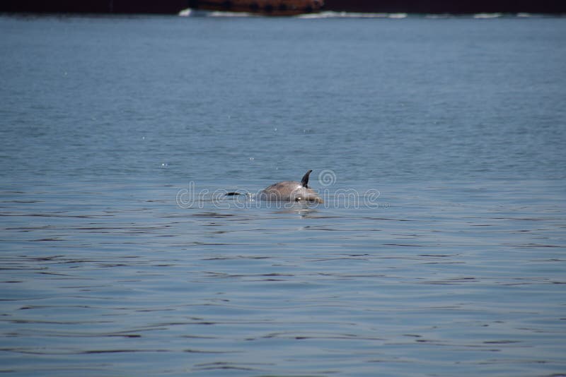 Die Leiche Eines Toten Delfins Schwimmt Im Meer. Toter Delphin in Der