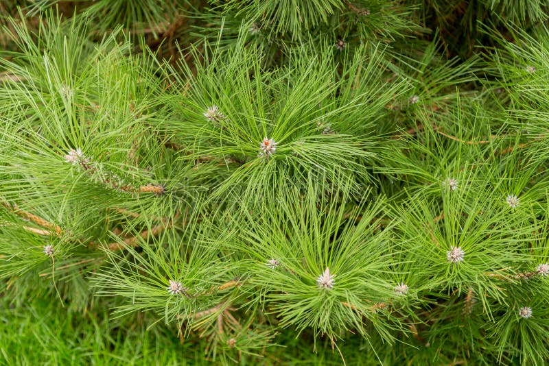 The needles of pine or cedar, texture, background. The needles of pine or cedar, texture, background.