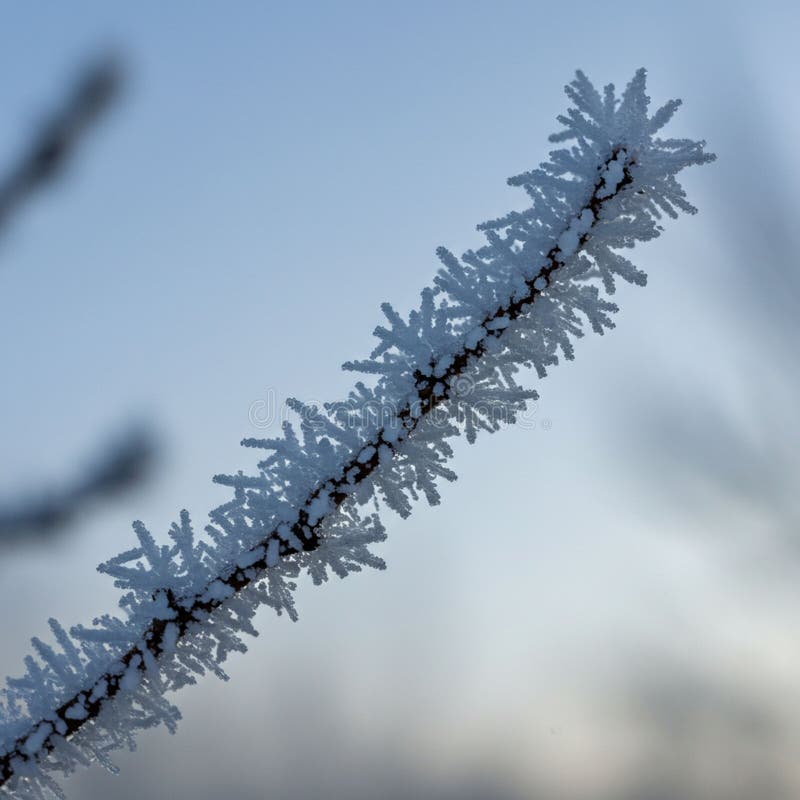 Die Nahe eines Baumzweiges, bedeckt mit zarten Frostkristallen. lizenzfreie abbildung