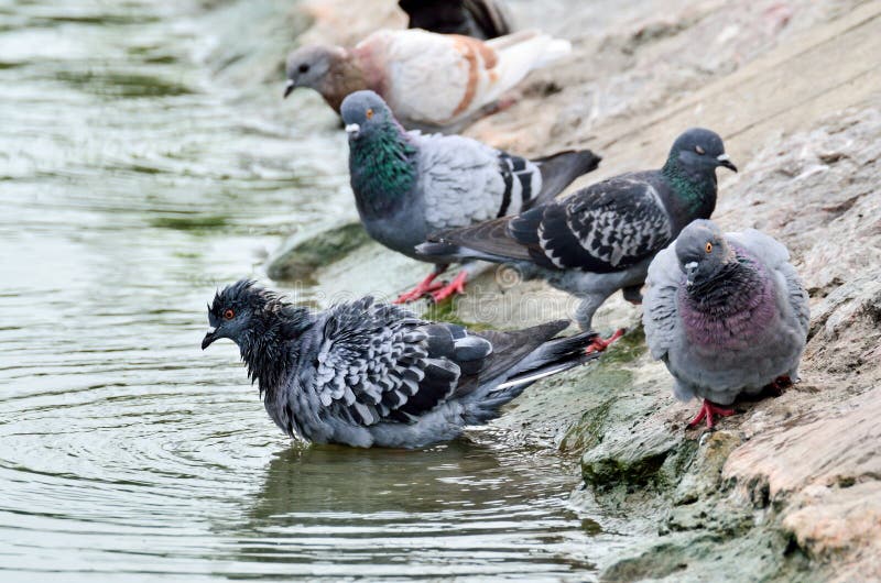 Die nassen Tauben im Fluss stockfoto Die nassen Tauben im Fluss stockfoto