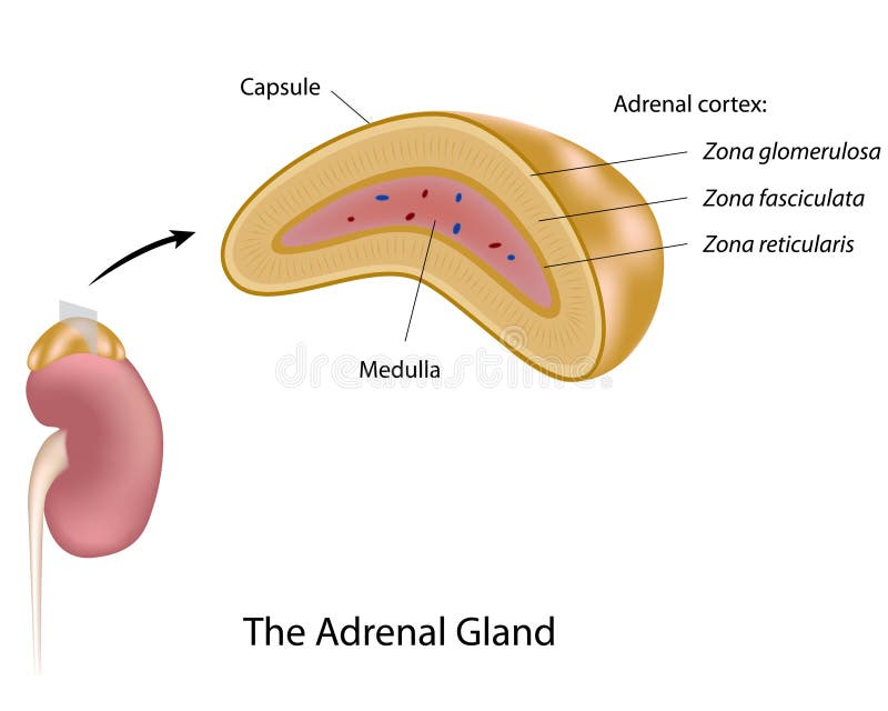 Anatomy of human adrenal gland, eps10. Anatomy of human adrenal gland, eps10