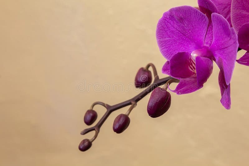 Die Niederlassung der Orchidee Steuern Sie Anlage automatisch an stockfotografie Die Niederlassung der Orchidee Steuern Sie Anlage automatisch an stockfotografie