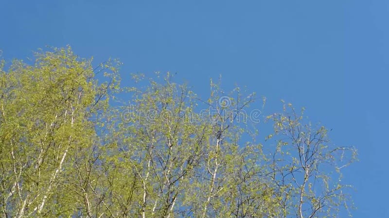 Die oberen Niederlassungen von Suppengrün mit den jungen Blättern, die in den Wind gegen den blauen Himmel beeinflussen