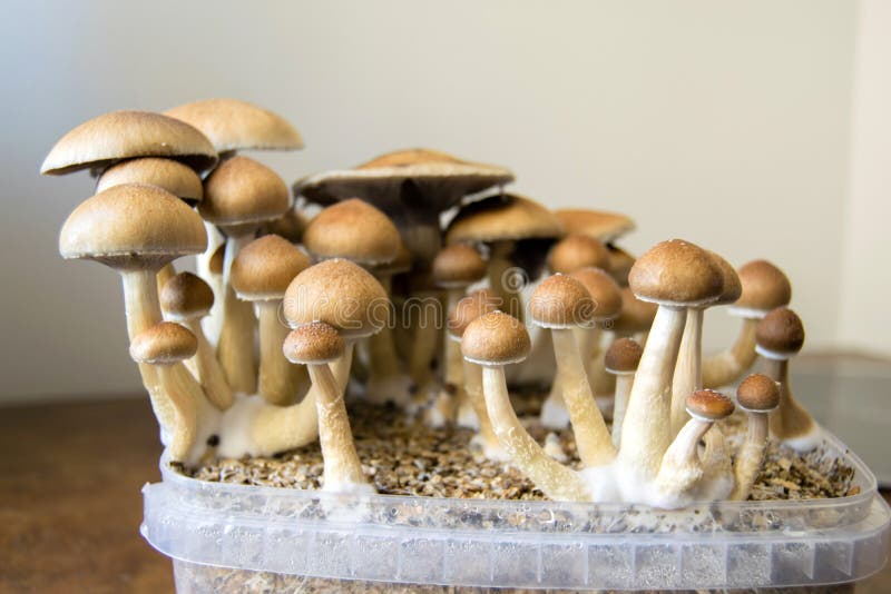 Die psychedelischen magischen Pilze, die zu Hause, Bearbeitung von Psilocybin wachsen, vermehrt sich explosionsartig
