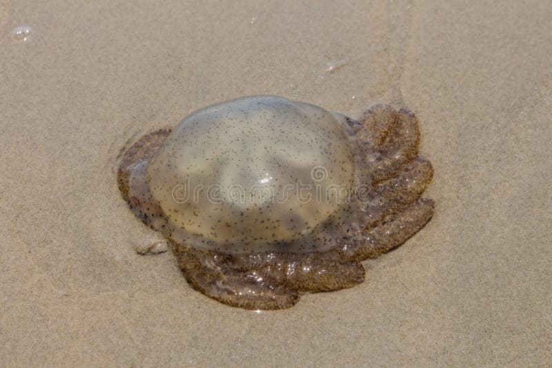 Die Quallen auf dem Sand stockbild. Bild von stinger - 45687105 Die Quallen auf dem Sand stockbild. Bild von stinger - 45687105