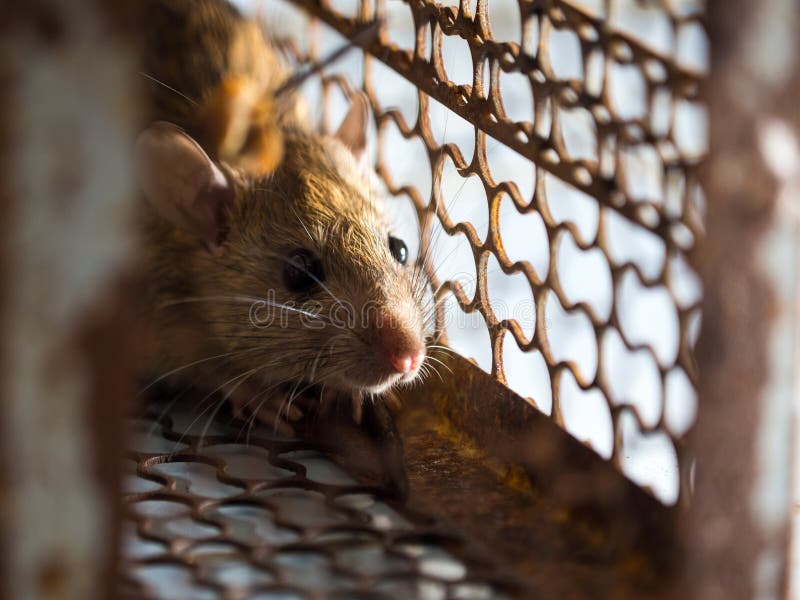 Die Ratte war in einem Käfig, der eine Ratte fängt die Ratte hat Ansteckung die Krankheit zu den Menschen wie Leptospirose, Pest stockfotografie Die Ratte war in einem Käfig, der eine Ratte fängt die Ratte hat Ansteckung die Krankheit zu den Menschen wie Leptospirose, Pest stockfotografie