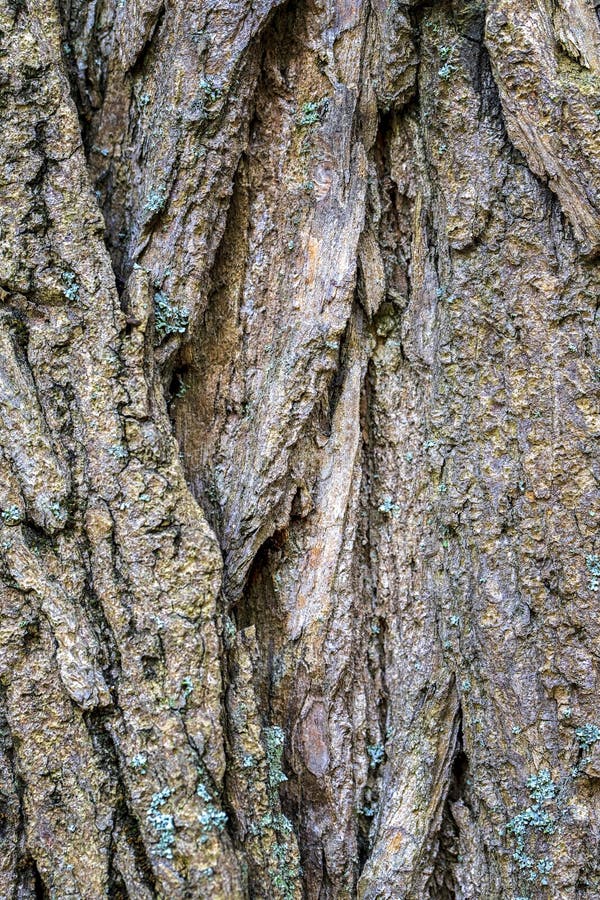 Die Rechnung für Designer Baum und seine Struktur Rinde Textur stockbilder Die Rechnung für Designer Baum und seine Struktur Rinde Textur stockbilder