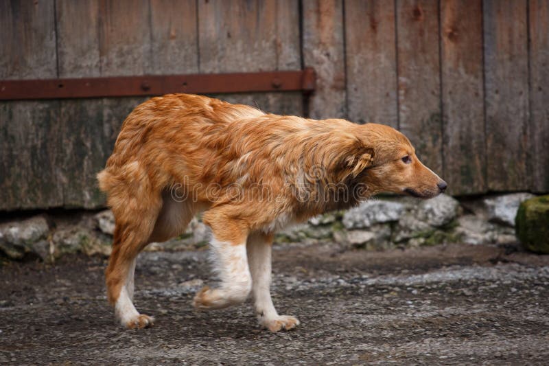 Die redheaded obdachlosen Hundezwinger um das Yard im Dorf lizenzfreies stockfoto Die redheaded obdachlosen Hundezwinger um das Yard im Dorf lizenzfreies stockfoto