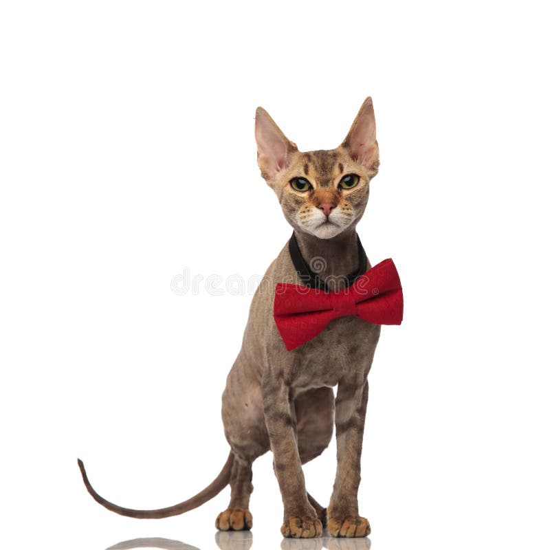 Die reizende graue Katze, die ein rotes bowtie trägt, steht stockfoto Die reizende graue Katze, die ein rotes bowtie trägt, steht stockfoto