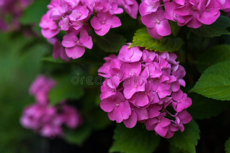 Die Rosahortensie blüht im Sommergarten stockfoto Die Rosahortensie blüht im Sommergarten stockfoto