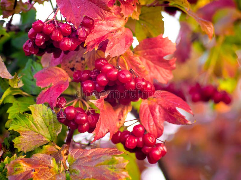 Frisch Gehören Beeren Zu Blumen Buntes Herbstblatt Unter Roten Beeren Stockfoto Bild von
