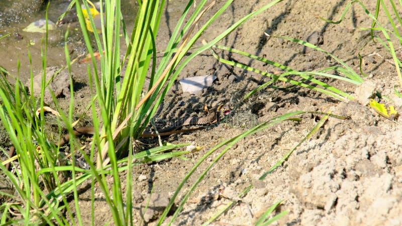 Die Schlange frisst den gefangenen Fisch am Ufer der grünen Alge