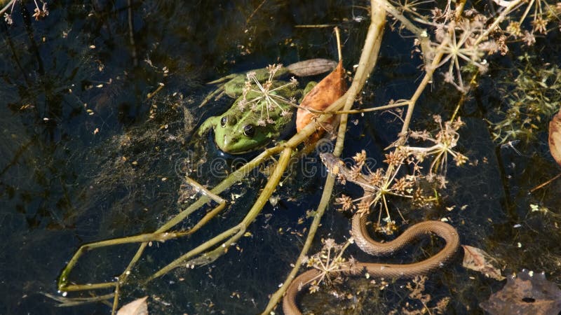 Die Schlange jagt nach einem Frosch zwischen den Algen im Fluss