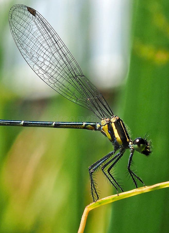 Die schwarze Libelle, die in die Tageszeit, die Insel einzieht, ist auf einem Blatt auf einem unscharfen grünen Hintergrund, Libe lizenzfreie stockbilder Die schwarze Libelle, die in die Tageszeit, die Insel einzieht, ist auf einem Blatt auf einem unscharfen grünen Hintergrund, Libe lizenzfreie stockbilder