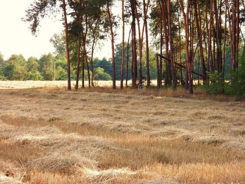 Die schöne Landschaft stockfotos Die schöne Landschaft stockfotos