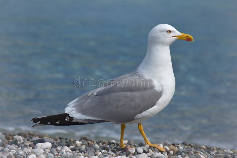 Die Seemöwe im leeren Strand stockbilder Die Seemöwe im leeren Strand stockbilder