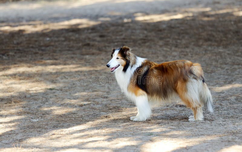 Die Shetlandinseln-Schäferhund lizenzfreie stockfotografie Die Shetlandinseln-Schäferhund lizenzfreie stockfotografie