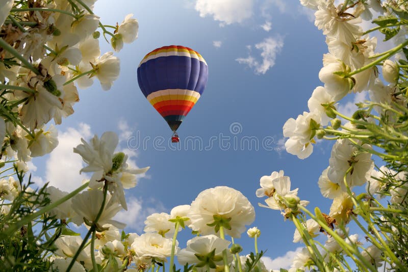 Die Sonnenblume und die Butterblumeen stockfotografie Die Sonnenblume und die Butterblumeen stockfotografie